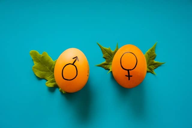 tow brown eggs on a blue background with male and female symbols on illustratinggender swaying
